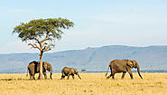Adventures Safari Company Tanzania: Adventures Wildlife Safaris Tours | Holidays Destination Company | Adventures Tou...