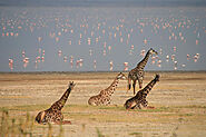 Tanzania Adventure Tours | Tanzania Safari Tours Company | Adventures Safari | Tanzania Adventures Wildlife Safari To...