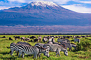 Kenya Adventure Safari Tours | Adventure Safari Tours in Kenya | Kenya Safari Adventure | Kenya Adventure Safaris Tra...