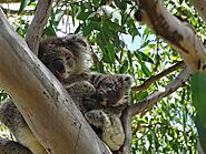 Koalas