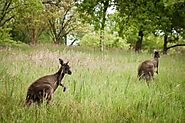 Kangaroos