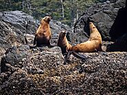 Australian Sea Lions