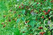 Order Fruit Trees Online — Buy Blueberry Bush — Raintree Nursery