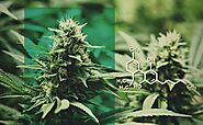5 Facts of Cannabidiol You Must Know