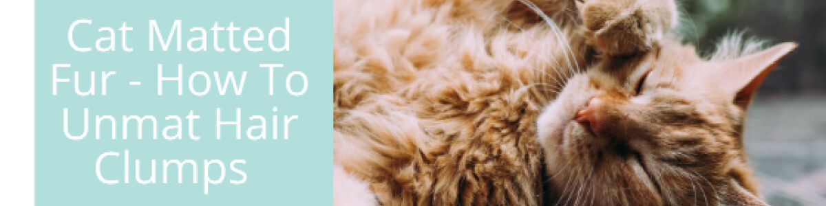Cat Matted Fur - How To Unmat Hair Clumps | A Listly List