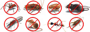 Why Pest Control is Necessary?
