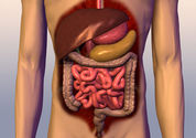 Digestive System, Digestion Information, Digestive System Facts, News, Photos -- National Geographic
