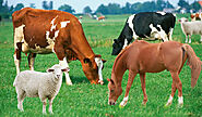 Livestock Animal Health Products and Veterinary Medicine for Cattle: Intracin