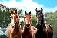 Horse Health Supplements and Veterinary Products | Equine Vet Medicines