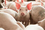 Swine (Pig) Veterinary Medicines | Health Supplements and Injectable Products for Pigs