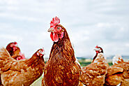 Poultry Medicine and Injections Manufacturer, Supplier, Exporter: Intracin Pharmaceuticals