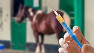 How does Dichloroacetic Acid Injection Help Horses with Tying-Up Condition? - Guest Pro Index
