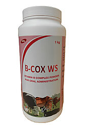 Canine/Feline Feed Additives Exporters | Dog - Cat Health Supplements & Veterinary Products