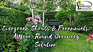 Evergreen Shrubs & Perennials: A Year-Round Greenery Solution