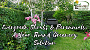 Evergreen Shrubs & Perennials: A Year-Round Greenery Solution – Ideal Landscape Services