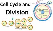 Cell Cycle and Cell Division - dish coaching center
