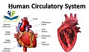 Human Circulatory System - dish coaching center