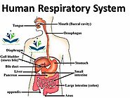 Human Respiratory System - dish coaching center