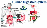 Human Digestive System - dish coaching center