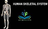 Human Skeletal System - dish coaching center