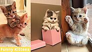 Cute Kittens Doing Funny Things - Kitten Videos #2