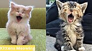 Kitten Sounds - Cute Kittens And Cats Meowing
