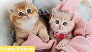 Cute Kittens Doing Funny Things - Kitten Videos #1