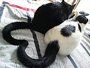2 Cats forming a heart with tails