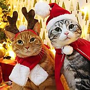 Beautiful cats wishing you Merry Christmas and Happy Holidays