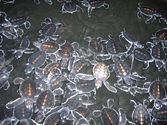 Turtle Hatchery
