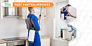 General Pest Control in Hyderabad for Ant, Houseflies, Lizards & More