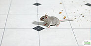 Rodent Pest Control in Hyderabad, Rat Pest Removal Services Hyderabad