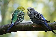 Where? What? How? Top Questions on Parakeets answered here! | Pets Nurturing