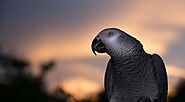 A Brief Breed Info on African Grey Parrot – Your Lifetime Companion