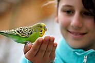 Tips to Know How to Train a Parakeet | Pets Nurturing