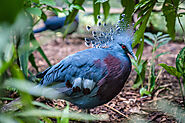 Beautiful Victoria Crowned Pigeon: Important Facts | Pets Nurturing