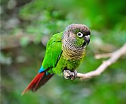 All You Need To Know About Green Cheeked Conure | Pets Nurturing