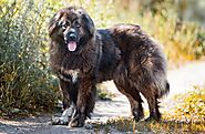 Russian Bear Dog: The One from Caucasian Mountains (A Detailed Guide)