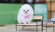 Teacup Pomeranian: Interesting Facts and Guide