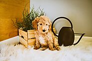 Mini Goldendoodle – An Ultimate Breed Guide (History, Temperament, Health, & More)