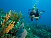 Scuba Diving/Snorkeling