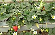 Easy to Growing Strawberries in Coco Coir Using RIOCOCO Coir Grow Bags
