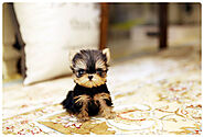 yorkies for sale Texas - Teacup Yorkies for Sale California