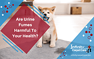 Are Urine Fumes Harmful To Your Health | Roseville, CA