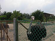 Visiting Desaru ostrich farm