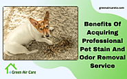 Benefits Of Acquiring Professional Pet Stain And Odor Removal Service - Green Air Care