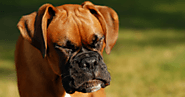 Why Is My Dog Sneezing? – pawsdoc