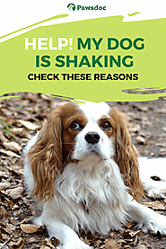 Why my dog is Shaking - check out