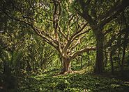 10 interesting facts about Forests | My Tree Planet