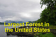 What is the Largest Forest in the United States? – Alpha Steward